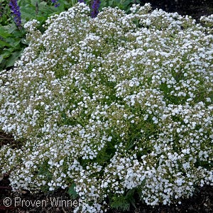 BABYS BREATH