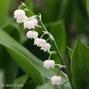 LILY OF THE VALLEY