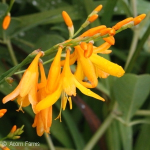 MONTBRETIA