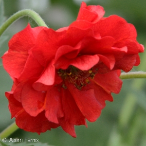 GEUM