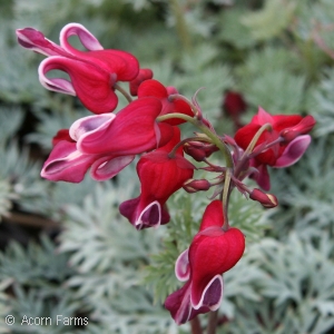 DICENTRA