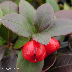 GAULTHERIA