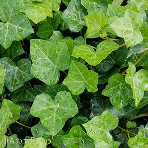 ENGLISH IVY