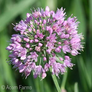 ALLIUM