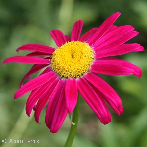 TANACETUM