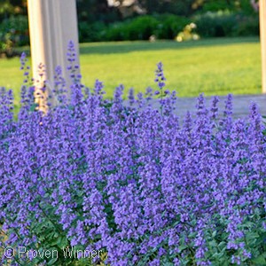 NEPETA