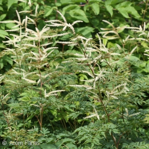 GOATS BEARD