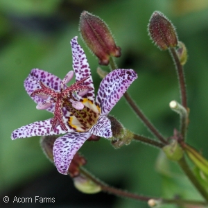 TOAD LILY