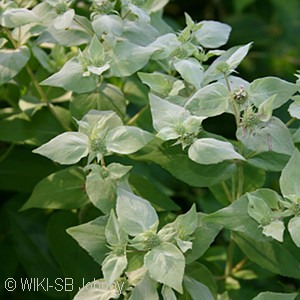 MOUNTAIN MINT