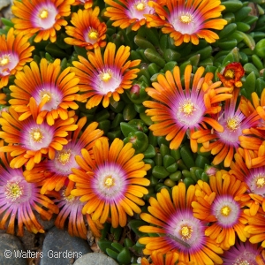 ICE PLANT