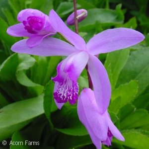 BLETILLA