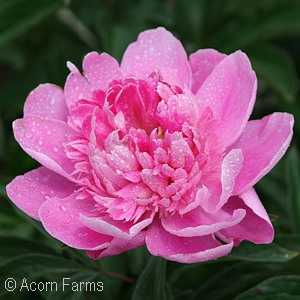 PAEONIA