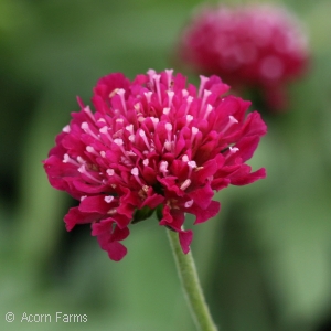 SCABIOSA