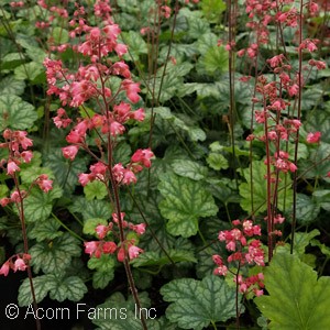 HEUCHERA