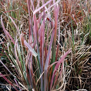 LITTLE BLUESTEM GRASS