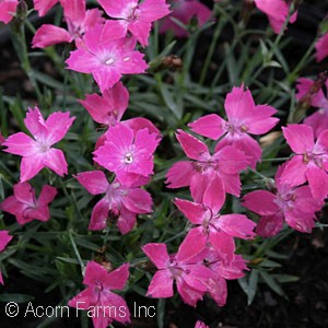 CHEDDAR PINKS