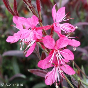 WAND FLOWER