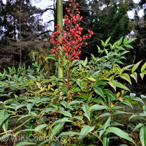 NANDINA