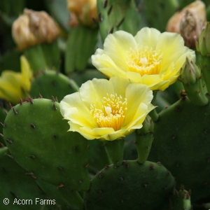 PRICKLY PEAR CACTUS