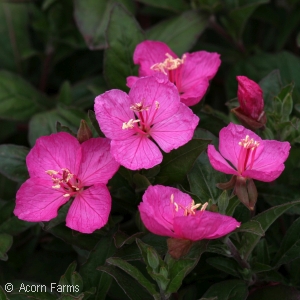 OENOTHERA