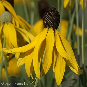 PRAIRIE CONEFLOWER