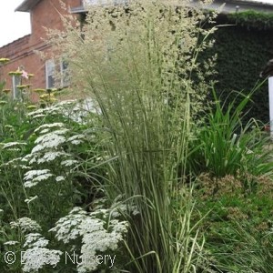 REED GRASS