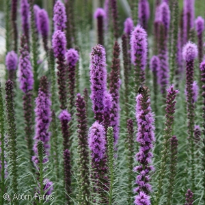 LIATRIS