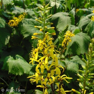 LIGULARIA