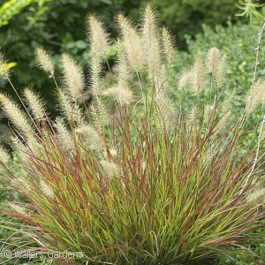 FOUNTAIN GRASS