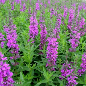 LOOSESTRIFE