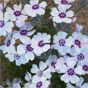 PHLOX