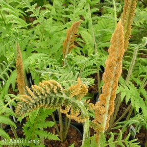 CINNAMON FERN