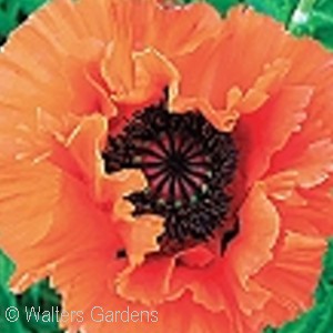 PAPAVER