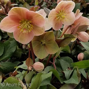 LENTEN ROSE