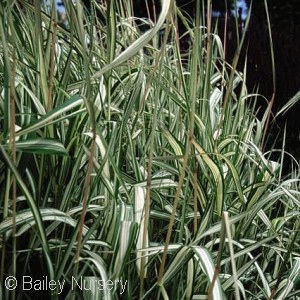 RIBBON GRASS