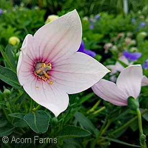 BALLOON FLOWER