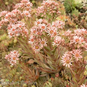 SEMPERVIVUM