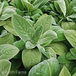 LAMBS EAR