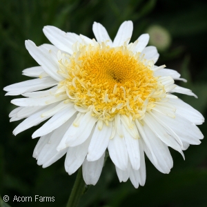 LEUCANTHEMUM