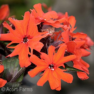 MALTESE CROSS