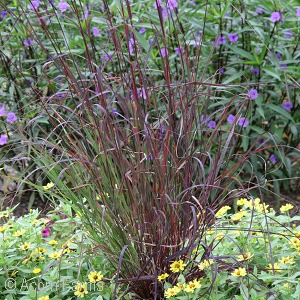 BIG BLUESTEM GRASS