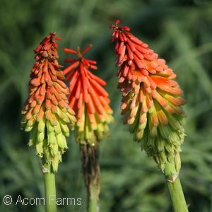 RED HOT POKER