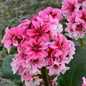 BERGENIA