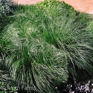 SPOROBOLUS