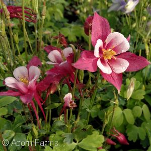 AQUILEGIA