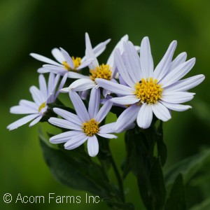 JAPANESE ASTER