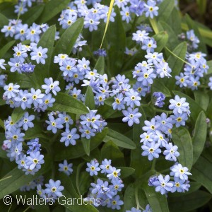 FORGET-ME-NOT