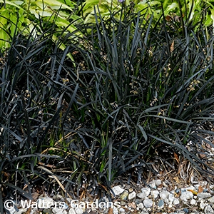 OPHIOPOGON