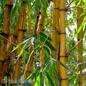 BAMBOO