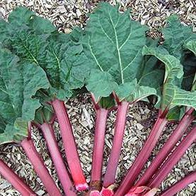 RHUBARB